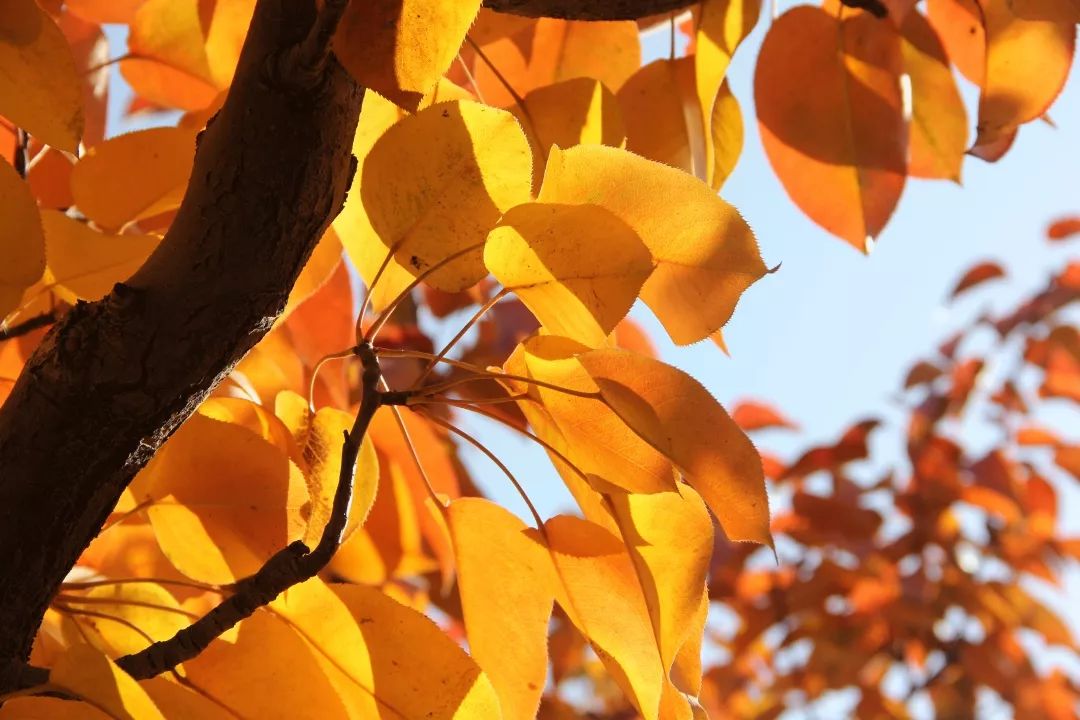 描写秋天的词语大全，关于秋的词语有哪些