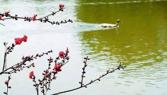 竹外桃花三两枝春江水暖鸭先知诗意，描写春天景色的古诗