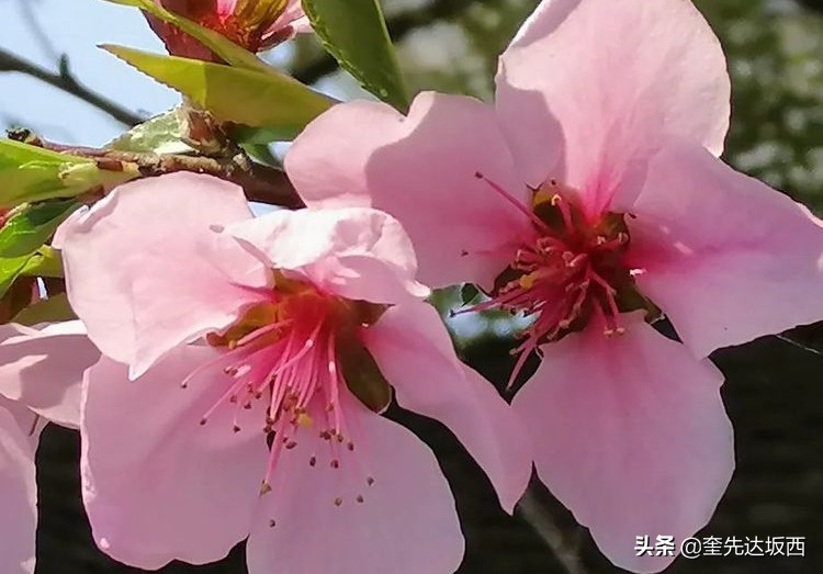 桃花现代诗歌作者，关于桃花的诗歌自创