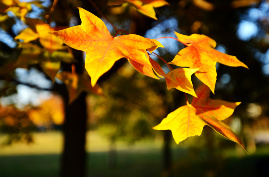 形容秋天的诗句有哪些，形容秋天的诗词
