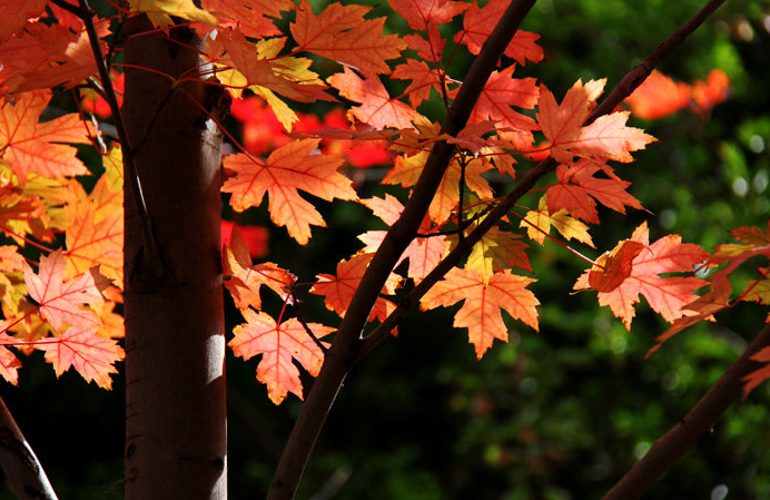 形容秋天的诗句有哪些，形容秋天的诗词