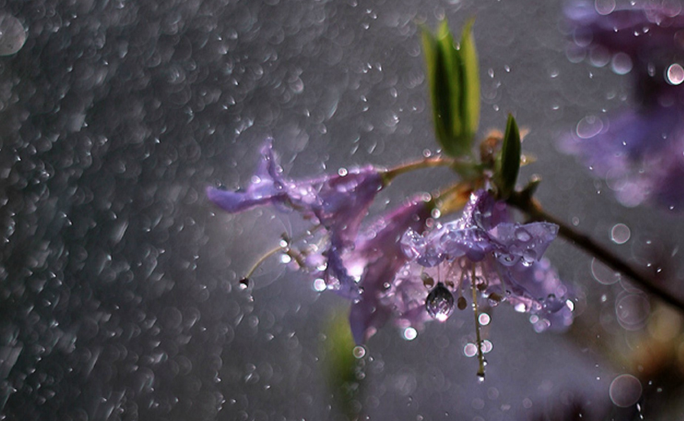 雨下的很大的诗句，描写雨下得很急的诗句