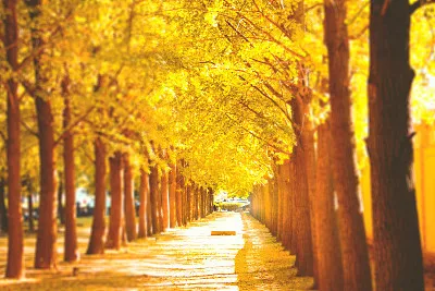 形容秋天的诗句有哪些，赞美秋天丰收的词语