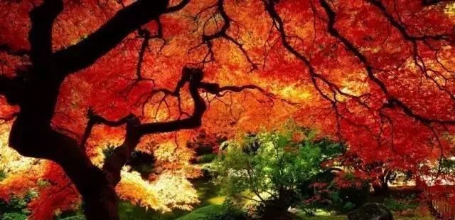 描写秋景的诗有哪些，关于秋天的30首名诗