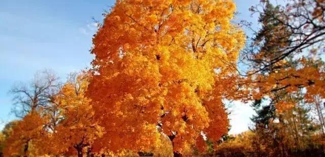 描写秋景的诗有哪些，关于秋天的30首名诗