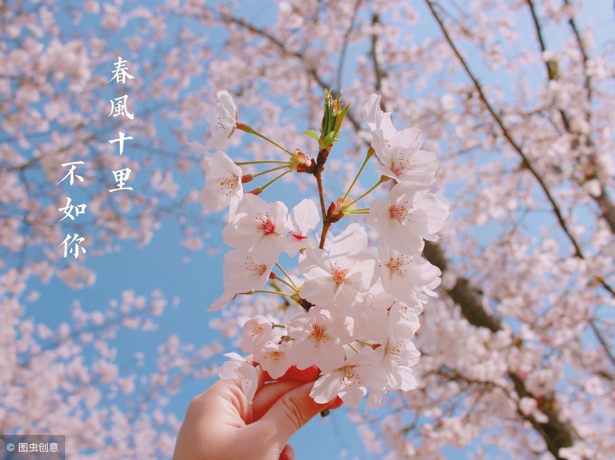 描写樱花的优美句子，赞美樱花美景的古诗词