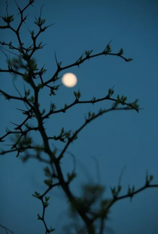 描写月夜的古诗有哪些，分享月夜古诗配画