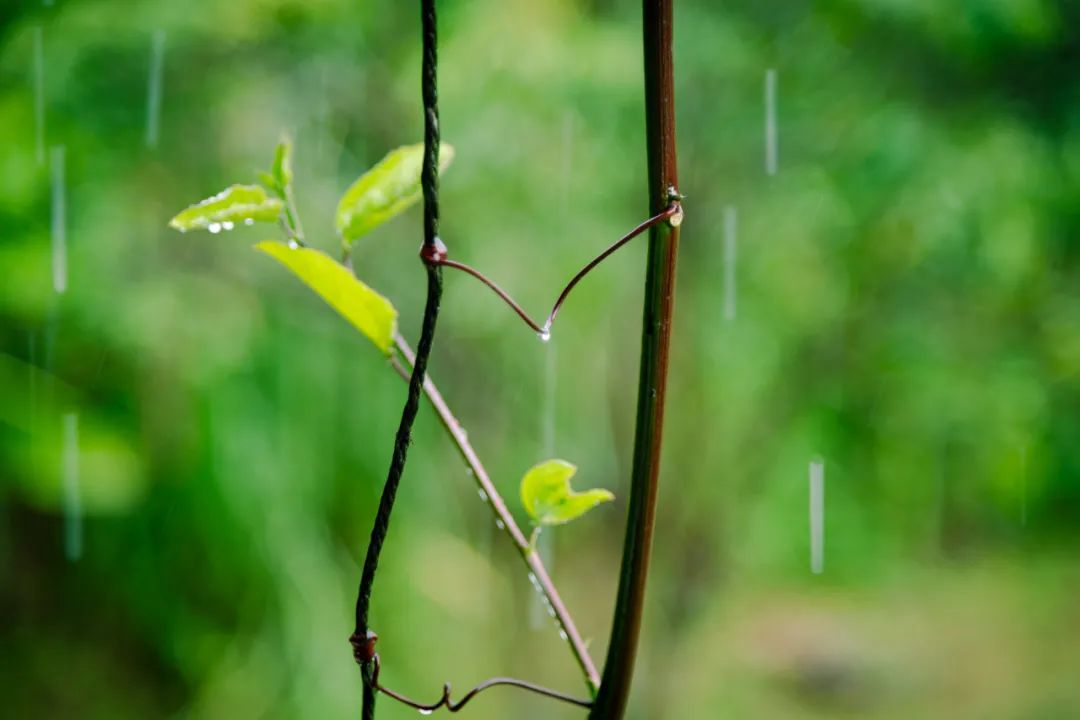 描写雨的古诗有哪些，关于春雨的8首古诗