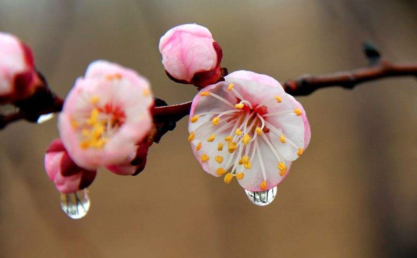 王安石描写春天的诗有哪些，王安石赞美春天的诗