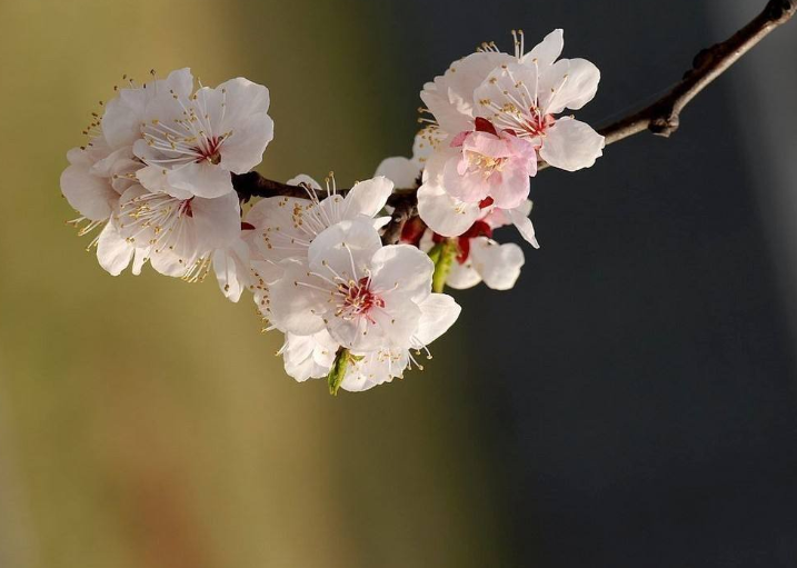 王安石描写春天的诗有哪些，王安石赞美春天的诗