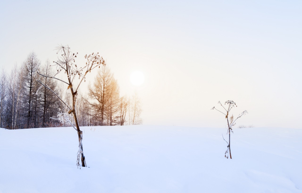 赞美冬天的诗句有哪些，形容冬天景色美的诗句