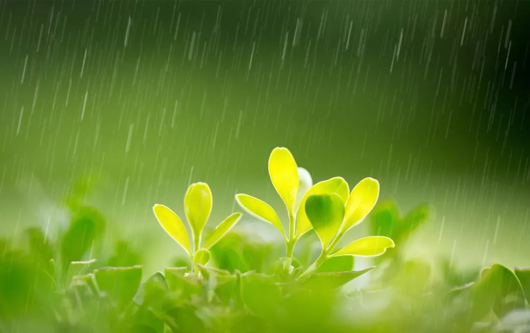 40首描写春雨的古诗，关于春雨的古诗