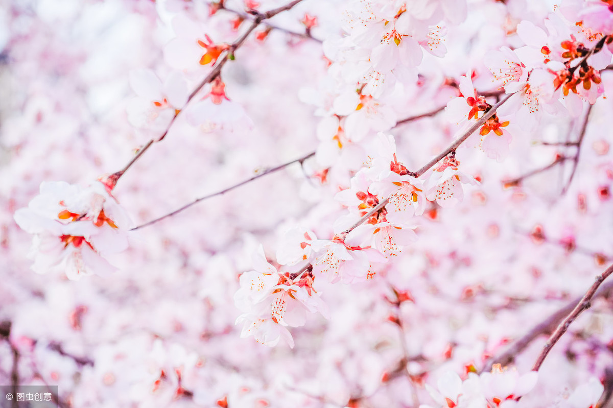 赞美樱花的诗句有哪些，描写樱花唯美景象的10首唯美诗词