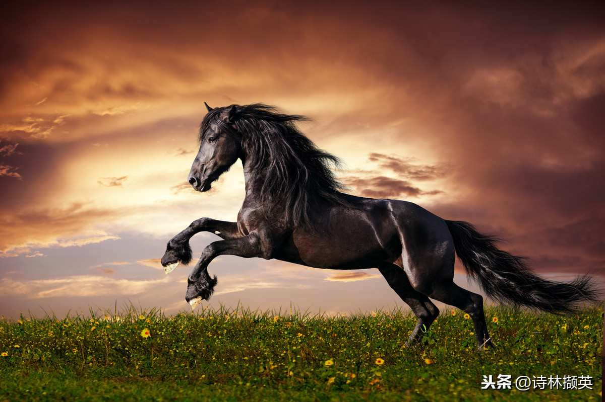 有关马的古诗句有哪些，古代赞美奔跑马的诗句