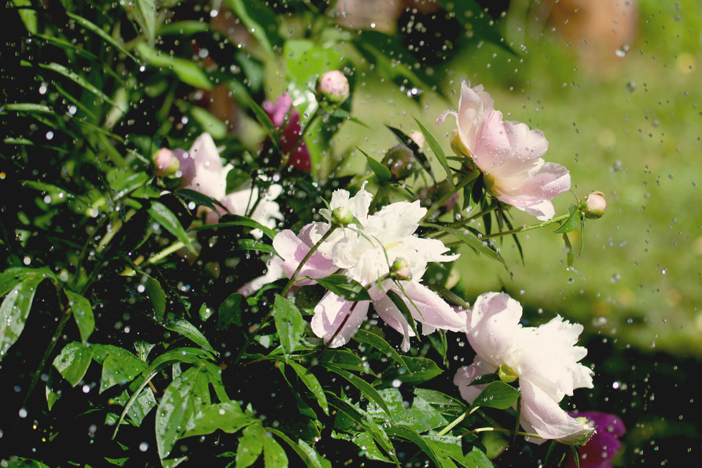 描写春雨的诗有哪些，十个经典描绘春雨的名句