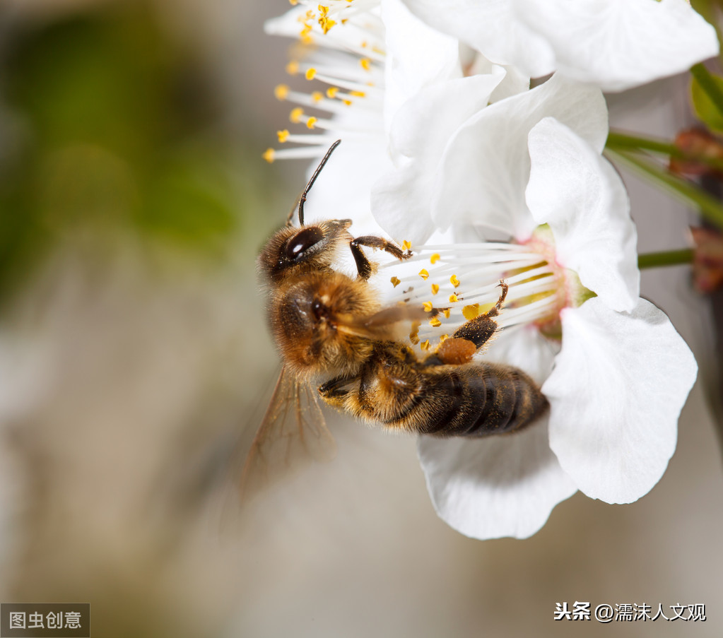 赞美蜜蜂勤劳的句子有哪些，赞美蜜蜂的3首著名古诗