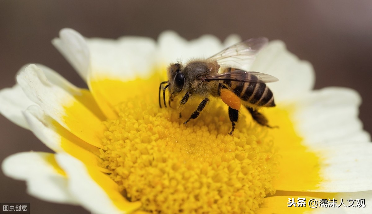 赞美蜜蜂勤劳的句子有哪些，赞美蜜蜂的3首著名古诗