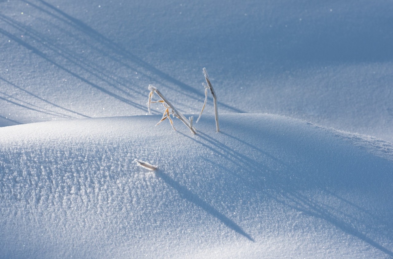 描写雪的古诗词有哪些，和雪有关的诗词赏析