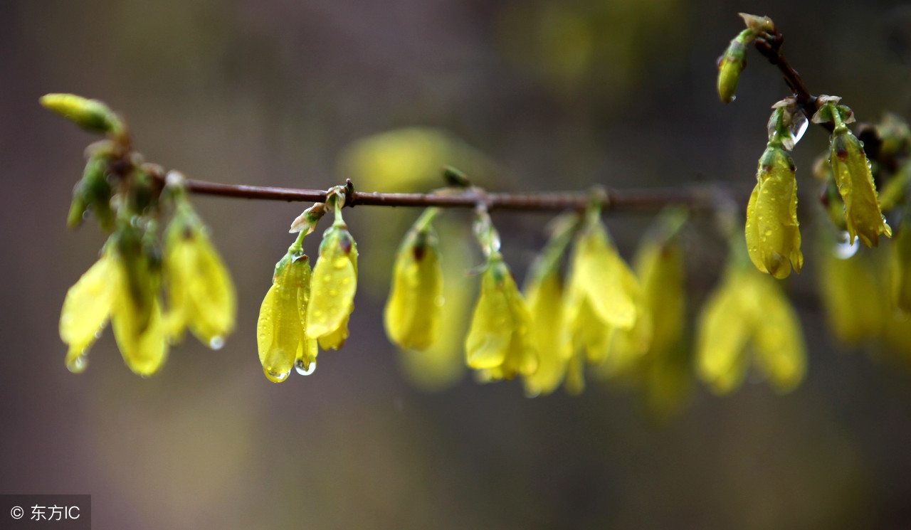 描写春雨的诗句有哪些，十首最美描写春雨的诗词