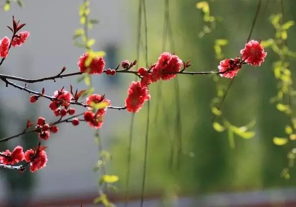 阳春三月的美景诗句，最值收藏的10首早春诗