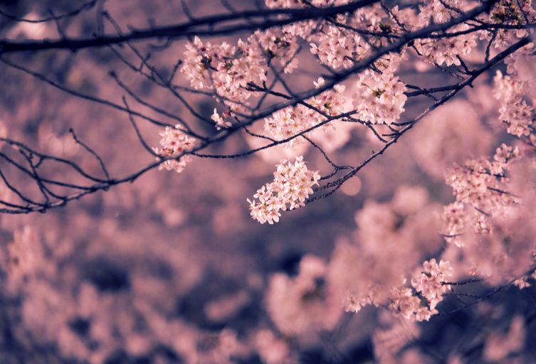 有关樱花的诗句有哪些，樱花浪漫短句分享