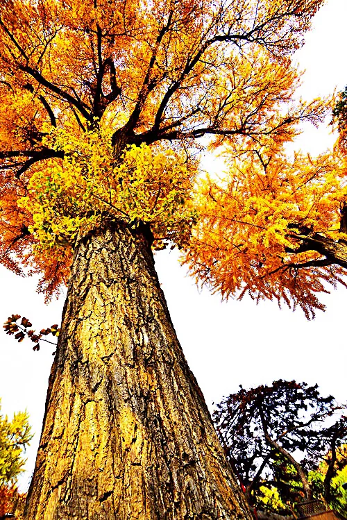 描写银杏树的优美句子，赞美秋天银杏叶金黄的诗句