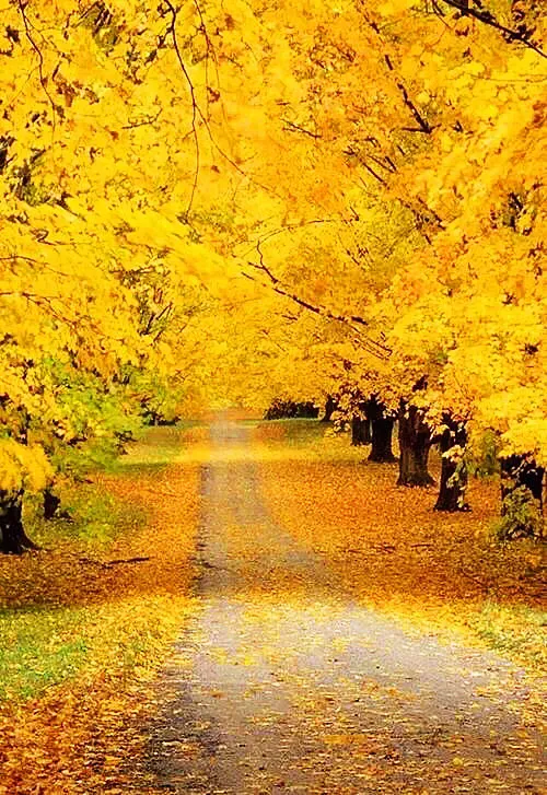 描写银杏树的优美句子，赞美秋天银杏叶金黄的诗句