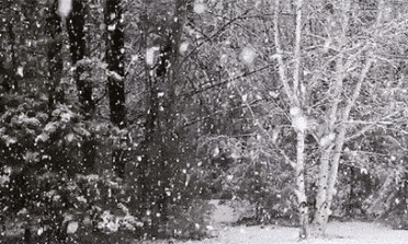 描写雪的诗歌十首，诗中有雪的诗十首分享