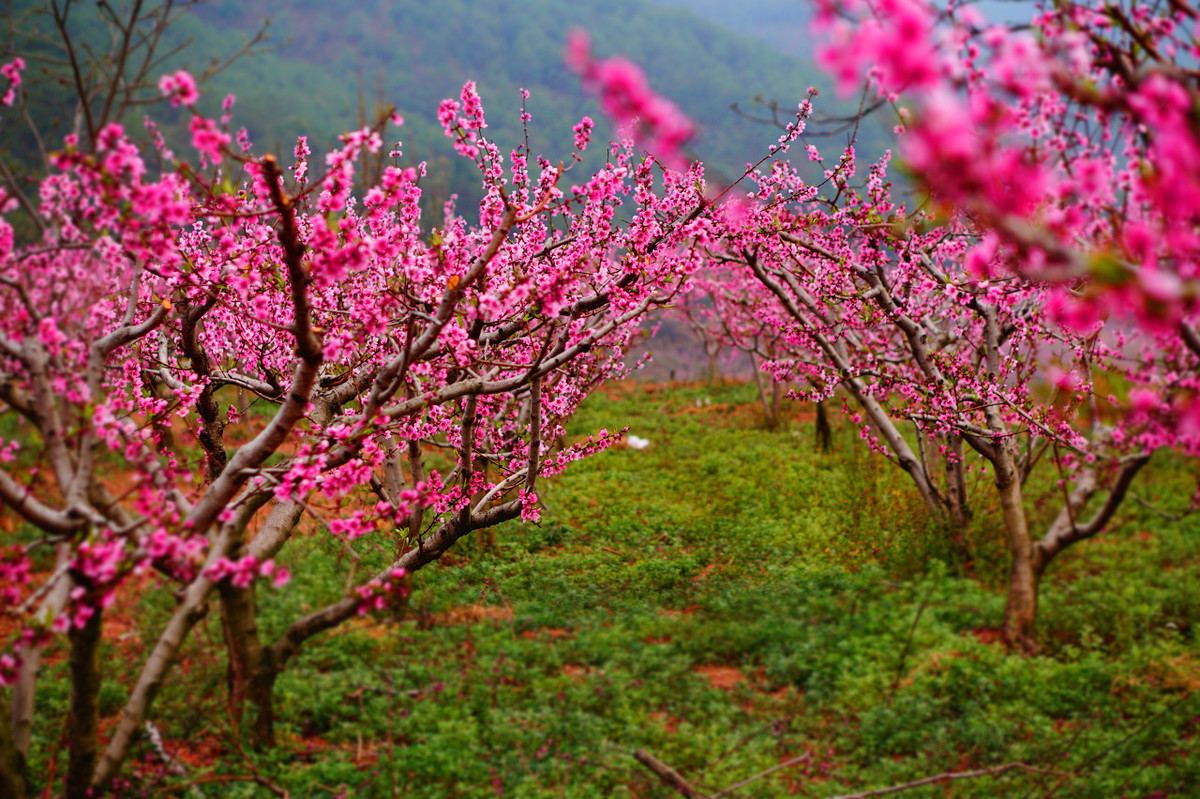 杜甫描写春天的诗有哪些，杜甫最美的两首春天律诗