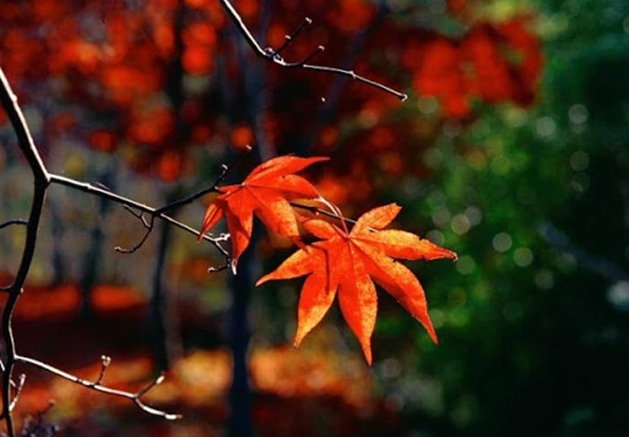 描写秋天的诗句古诗，描写秋天的诗句大全分享