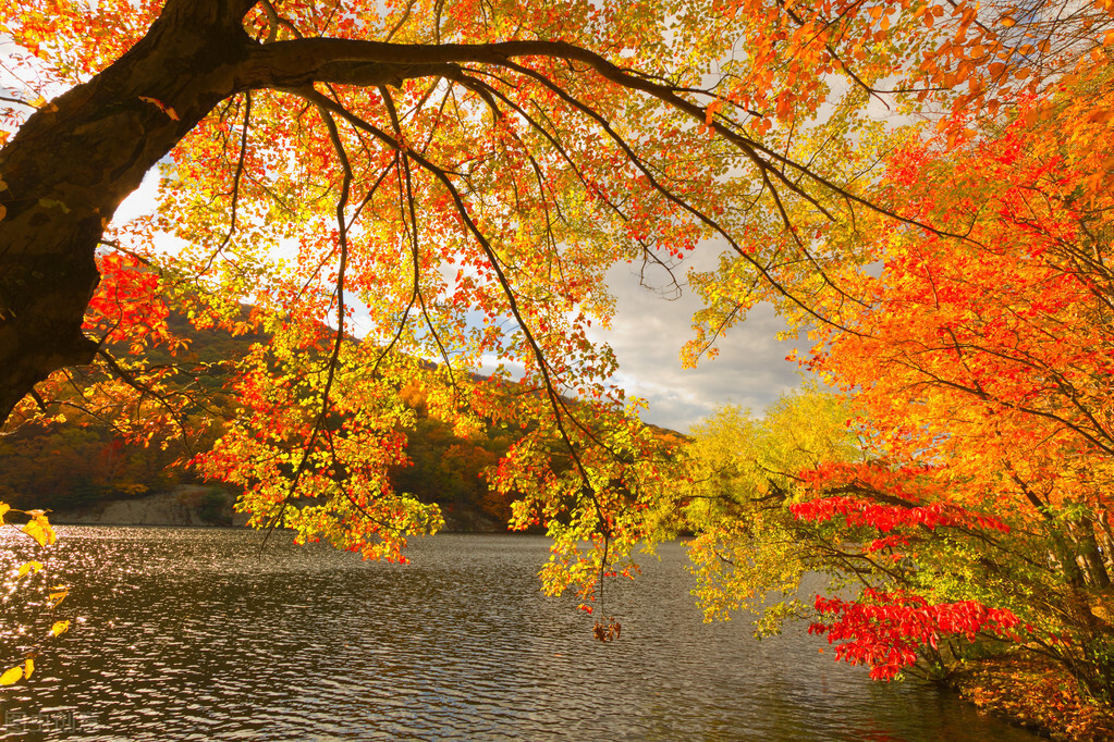 赞美秋天的诗句和景色，描写初秋的唯美诗词