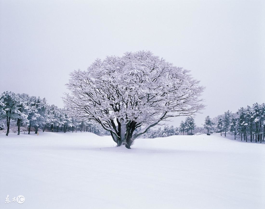 形容下雪的句子唯美诗句，关于下雪的唯美古诗词