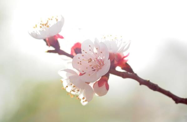 适合春天发朋友圈的句子诗意，春暖花开的30条唯美短句