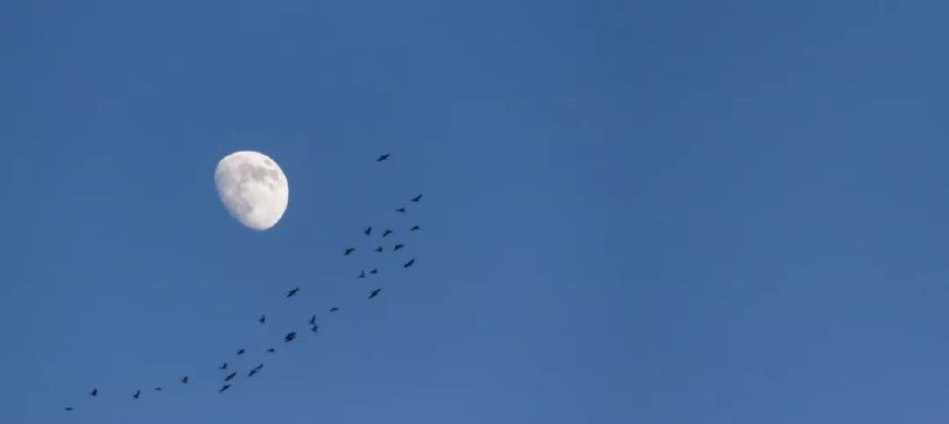 关于月的思乡诗词名句，十首著名赏月诗词