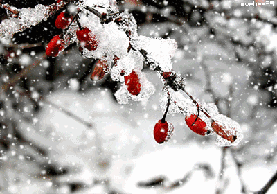 有关雪的诗句有哪些，赞美雪景之美的66条唯美诗词