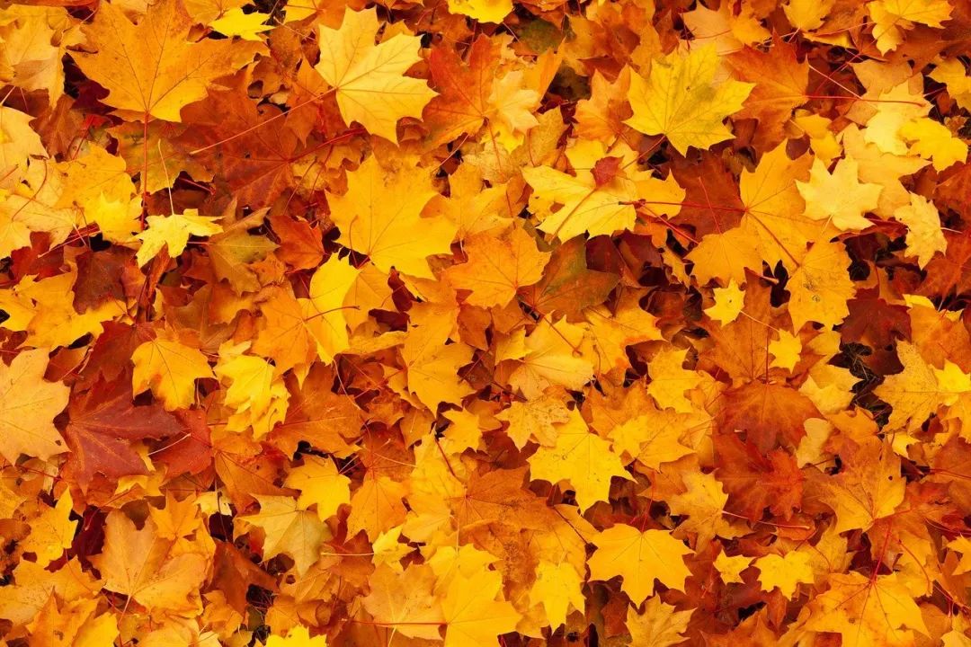 赞美秋天的诗词佳句有哪些，赞美秋天的诗句大全