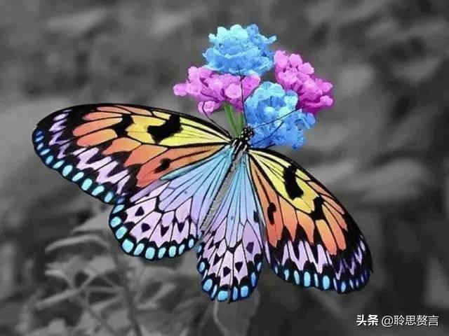 蝴蝶的诗句有哪些，描写蝴蝶的18首古诗词赏析