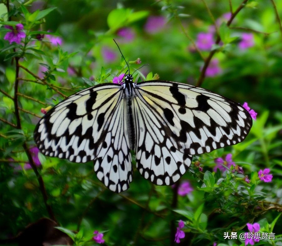 蝴蝶的诗句有哪些，描写蝴蝶的18首古诗词赏析