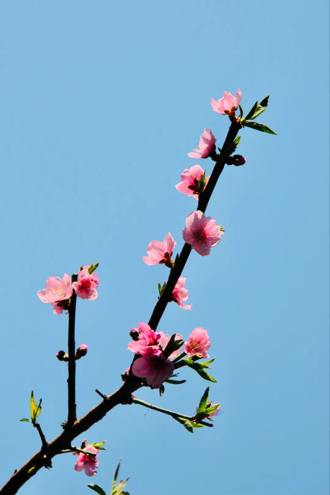 和桃花有关的诗句有哪些，形容桃花的唯美诗词大全