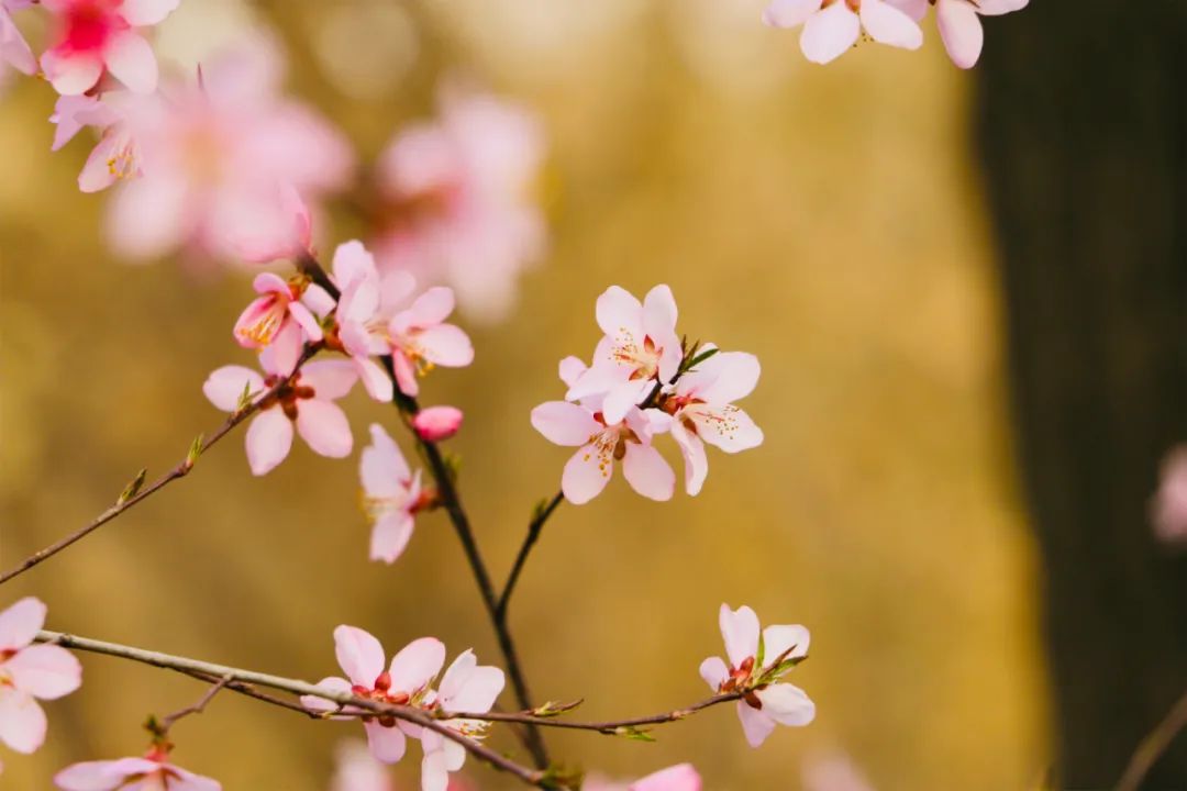 关于桃花的诗句有哪些，精选这6首唯美桃花诗
