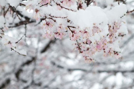 描写冬天的诗句有哪些，银装素裹描写冬天的诗句