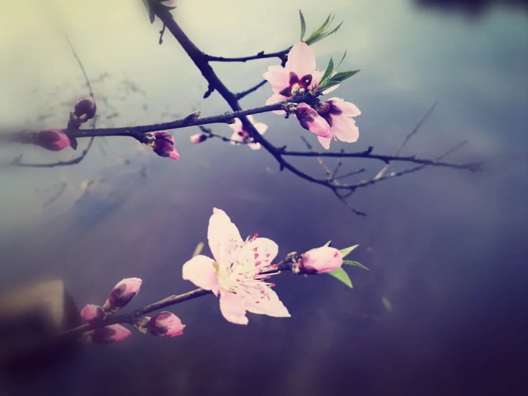 赞美桃花的诗句千古名句，桃花盛开的优美诗句