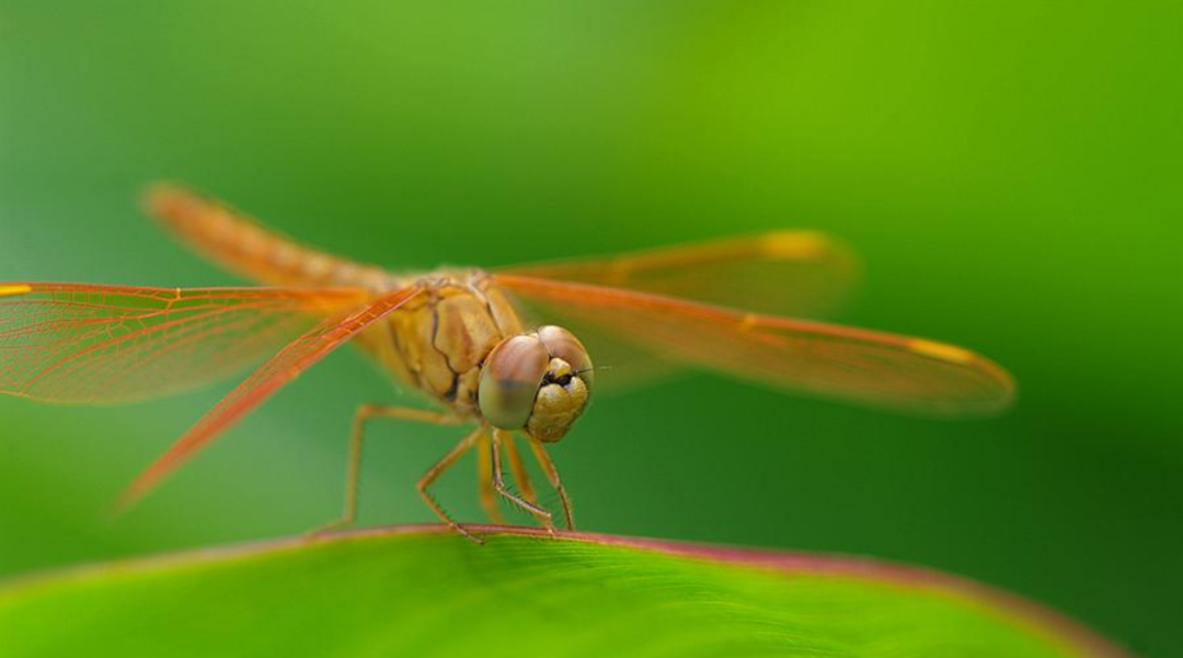 描写蜻蜓的诗句有哪些，描写蜻蜓的优美诗句