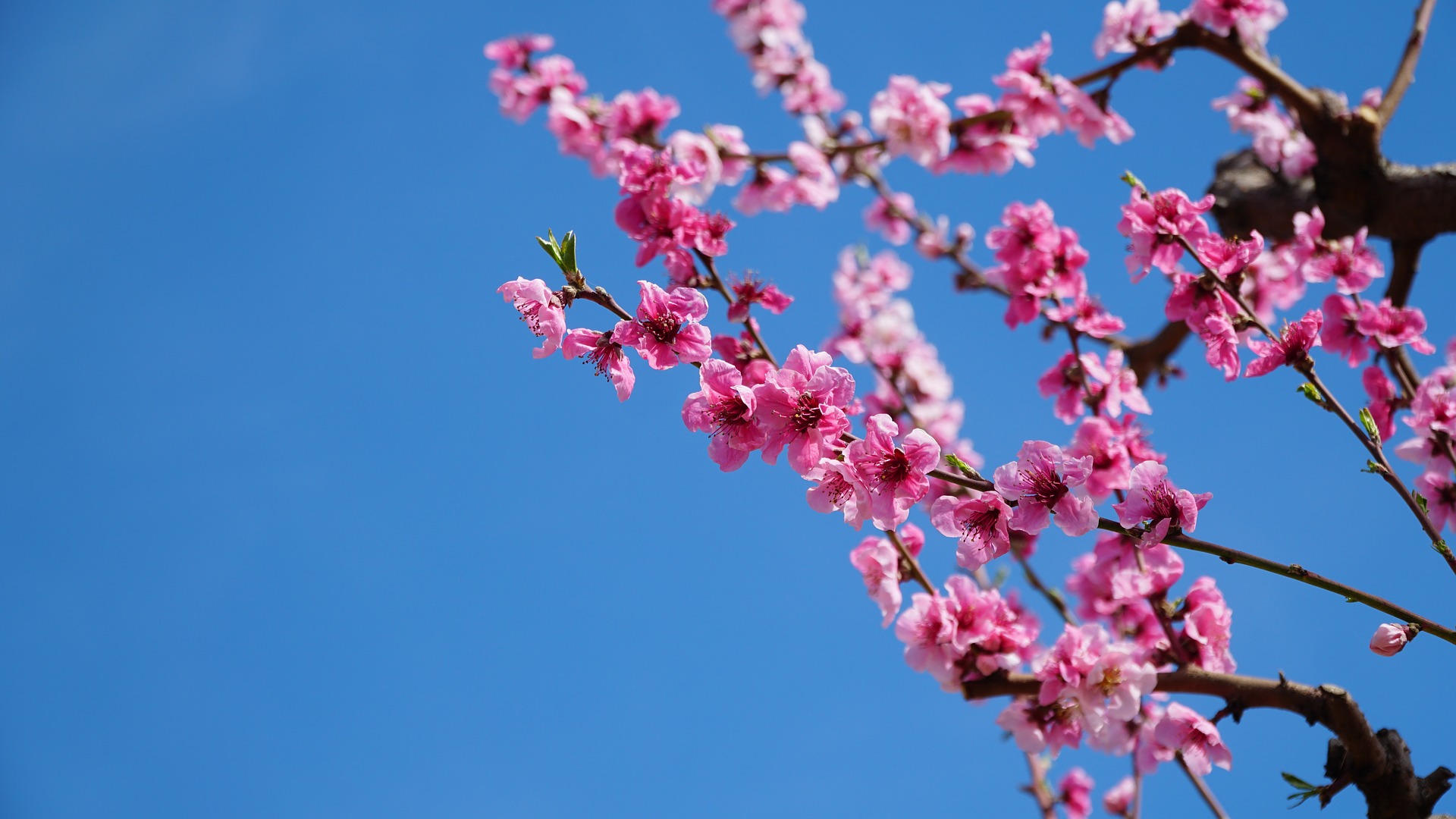 关于桃花的诗句有哪些，关于桃花最出名的诗句