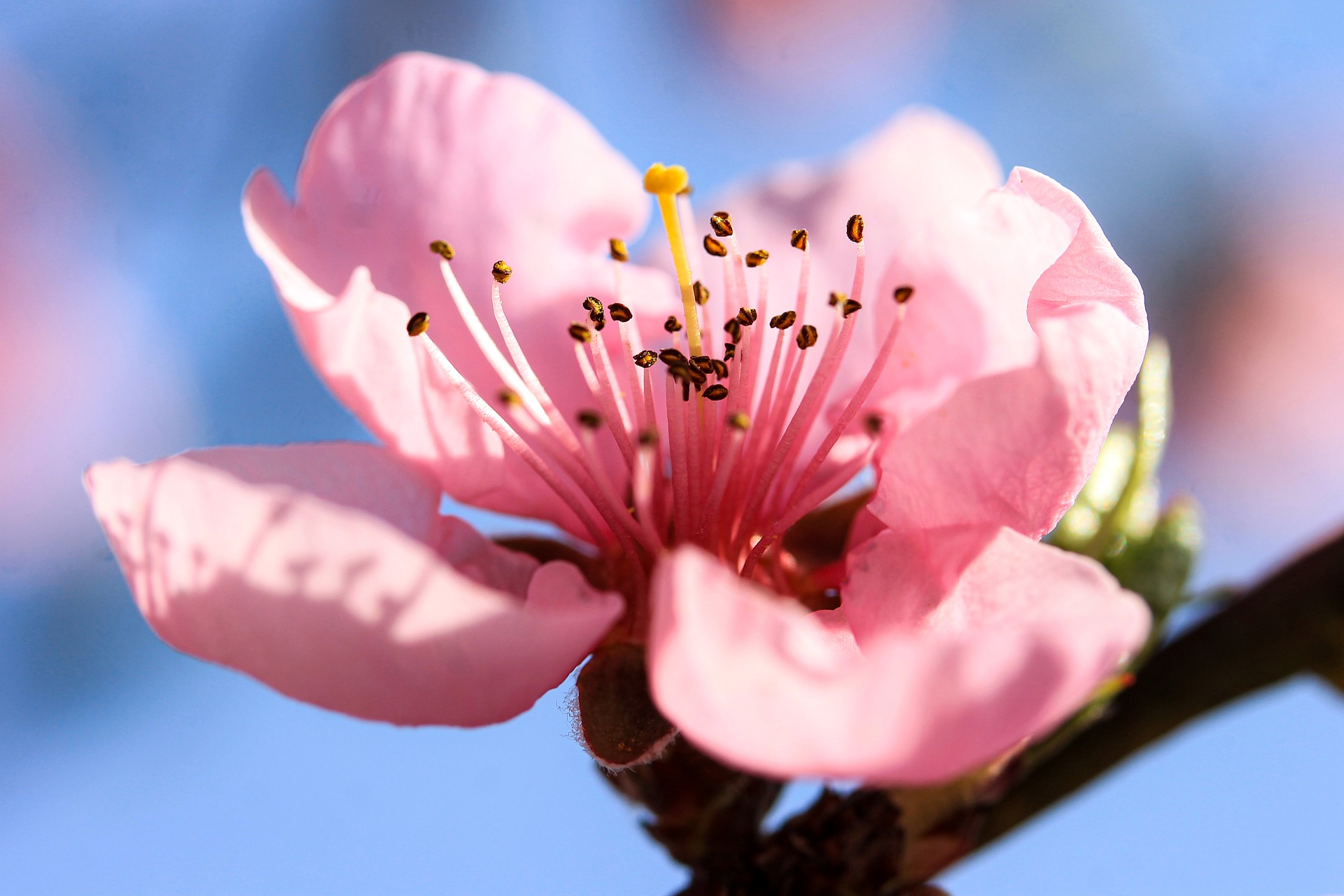关于桃花的诗句有哪些，关于桃花最出名的诗句