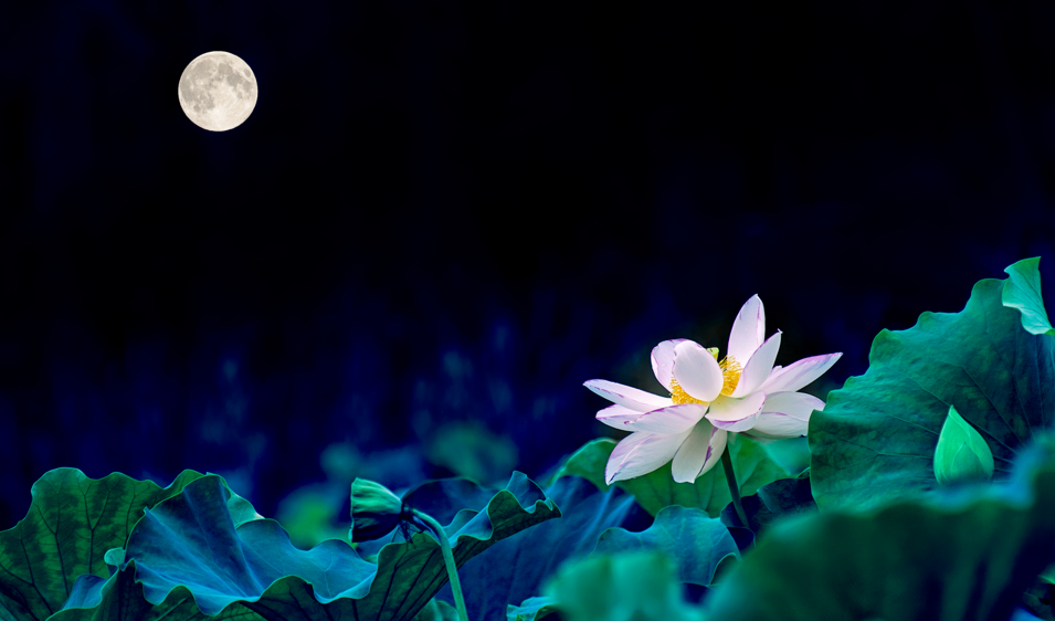 借月抒情的诗句有很多例如有哪些，描写月下美景的诗句