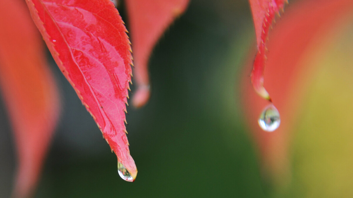 秋雨的诗句有哪些，描写秋雨的诗句大全