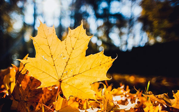 关于秋天的诗词有哪些，描写秋天风景的诗