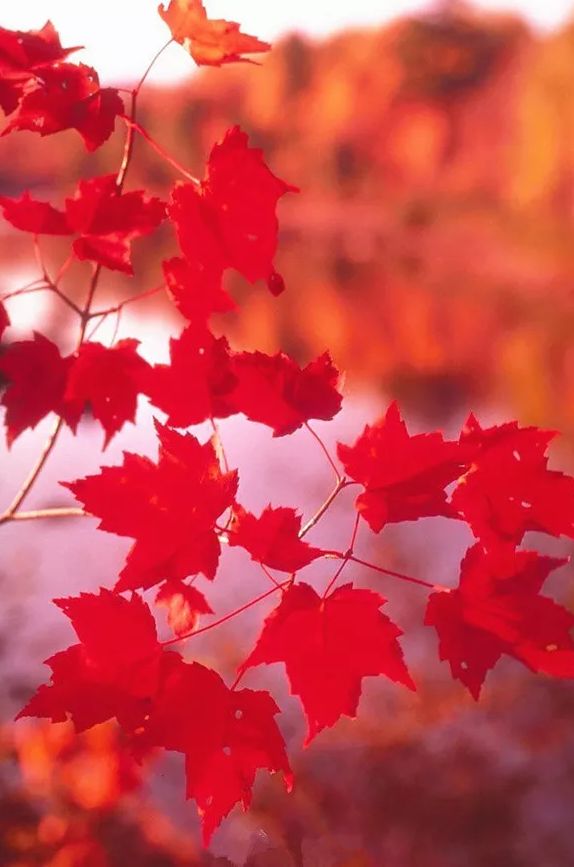 赞美描写红叶的优美句子有哪些，形容红叶的唯美的诗词