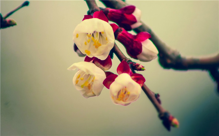 描写春天的诗句古诗有哪些，关于春天的古诗10首